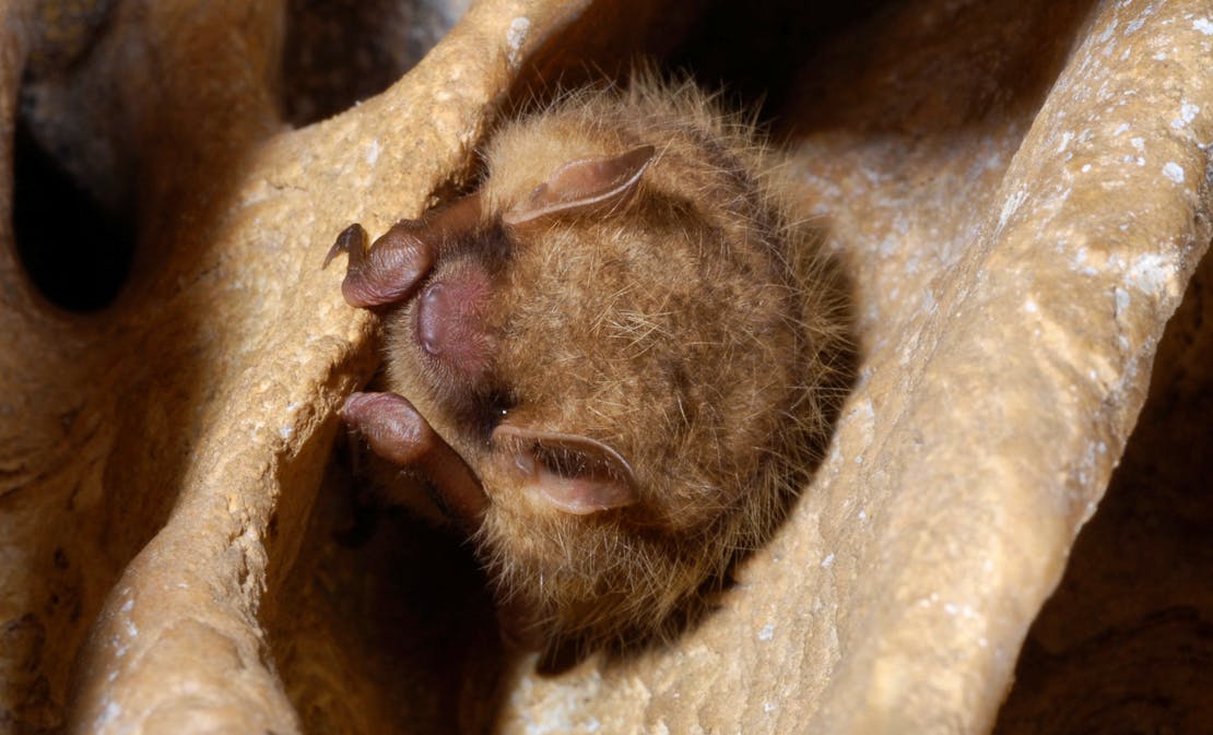 Tricolored Bat