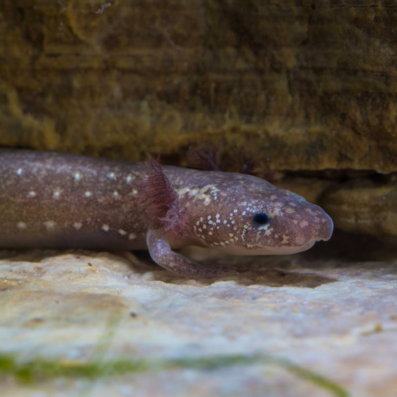 2016.05.11 - Barton Springs Salamander - San Marcos Aquatic Resources Center - Ryan Hagerty-USFWS