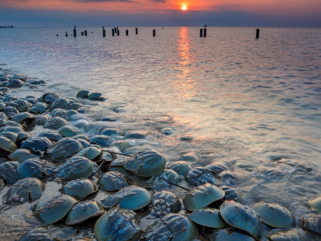 Horseshoe Crabs at Sunset