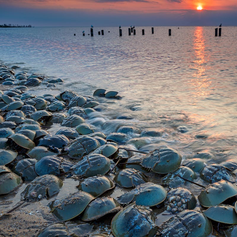 Horseshoe Crabs at Sunset