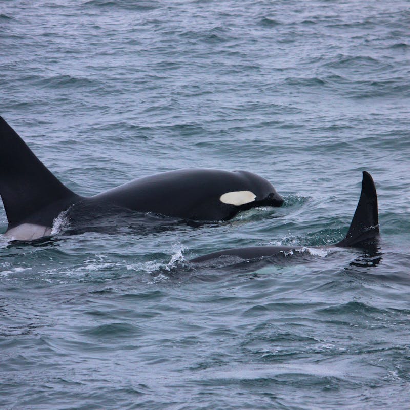 2016.07.09 - Orcas - Seward -  Alaska - Jen Christopherson - DOW