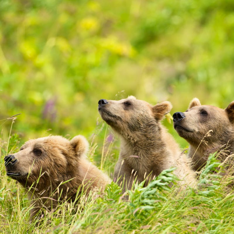 Curious Brown Bears - Kodiak National Wildlife Refuge - Alaska