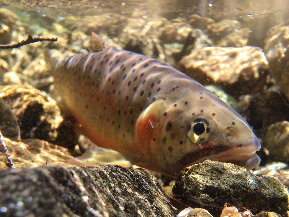 Rio Grande Cutthroat Trout