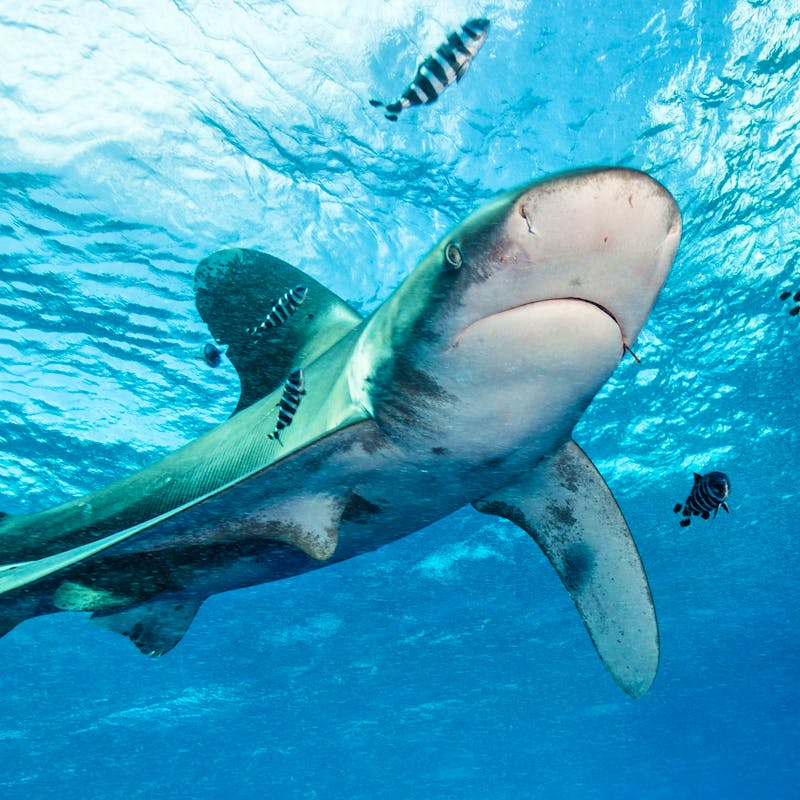 Oceanic whitetip shark at Elphinstone Reef