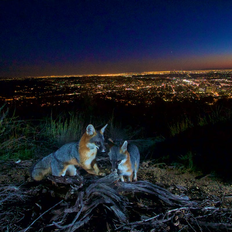 Gray foxes in Verdugo Mountains California - NPS