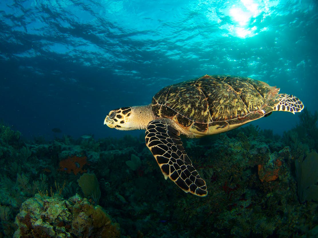 Green sea turtle, Florida Keys