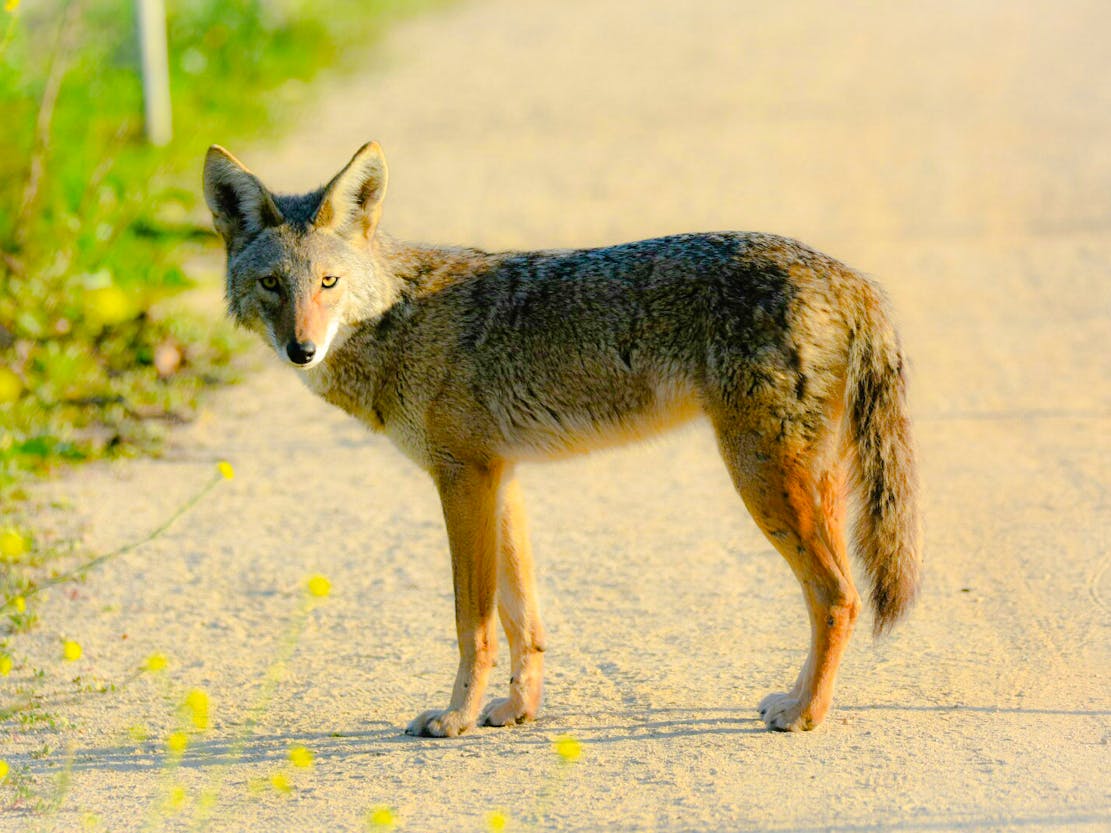 Curious coyote