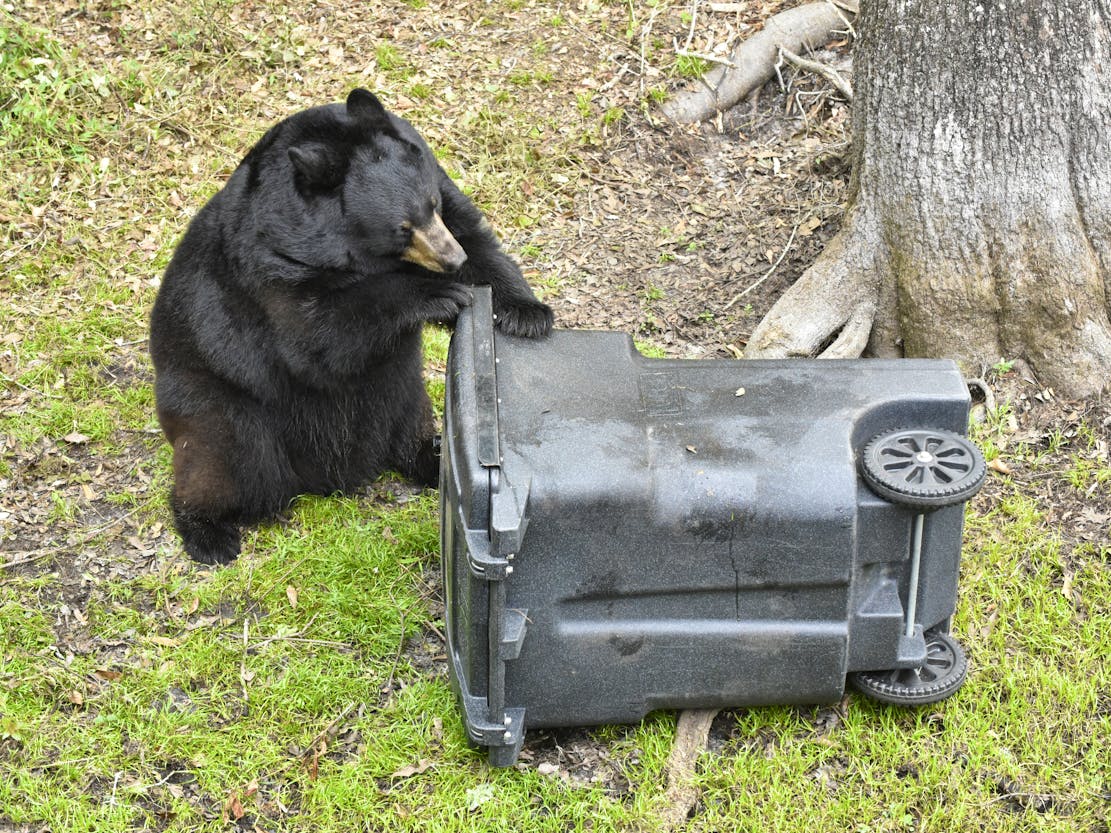 Black Bear vs garbage can