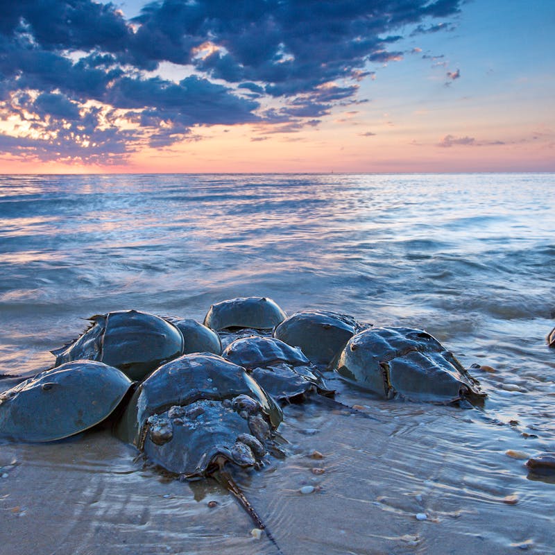 Horseshoe Crabs