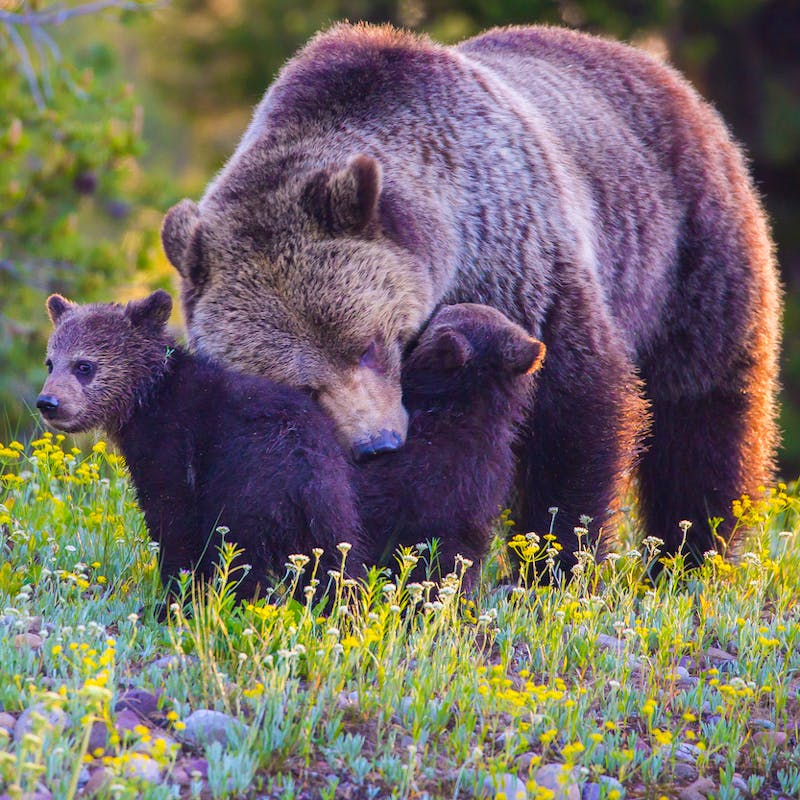 Grizzly mother nuzzling her two cubs in a meadow filled with yellow flowers in the Grand Tetons.