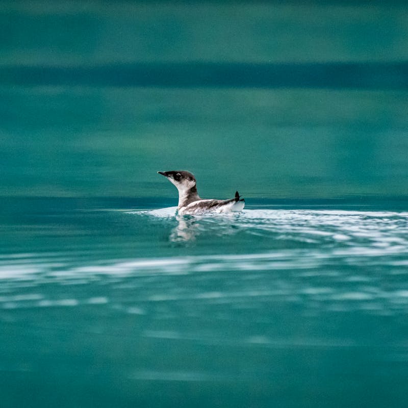 Marbled Murrelet swimming in Alaska 