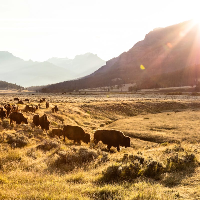 Bison group on the move at sunrise in Lamar Valley