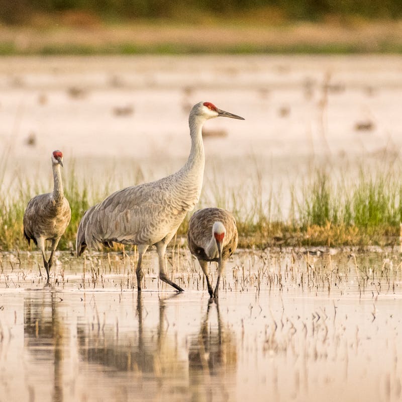 2017.10.28 - Sandhill Cranes - California - Becky Matsubara (CC BY 2.0 DEED)