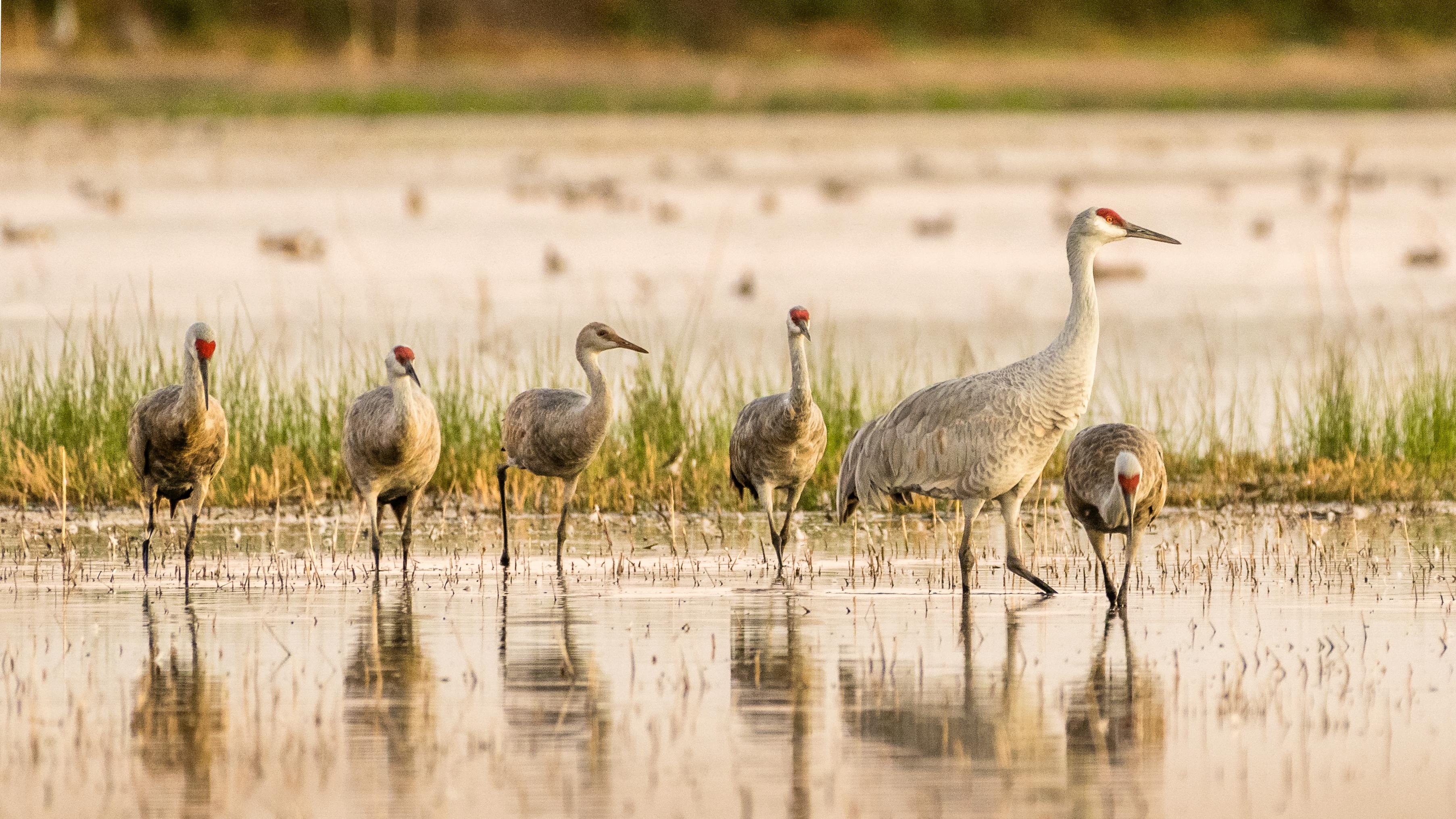 2017.10.28 - Sandhill Cranes - California - Becky Matsubara (CC BY 2.0 DEED)