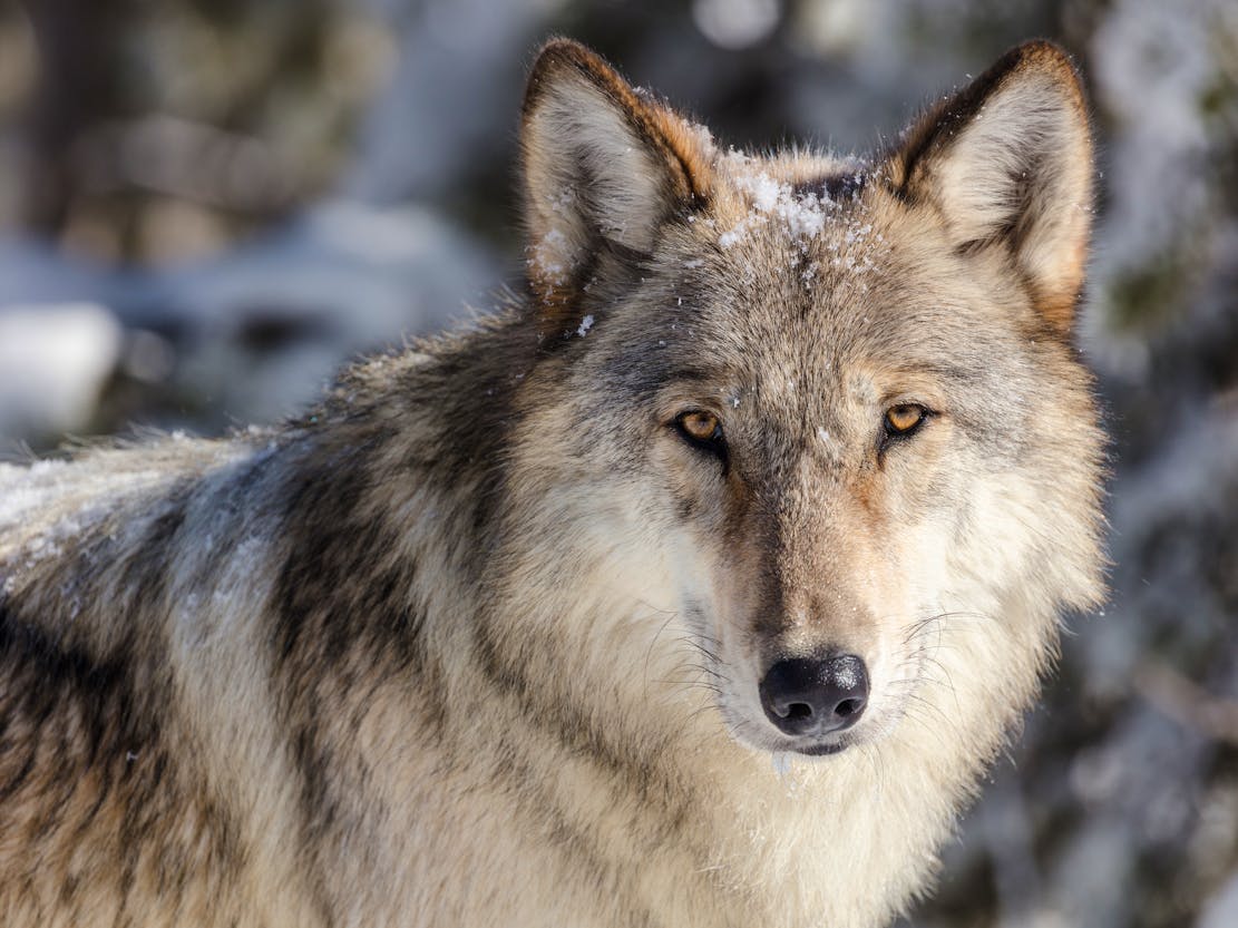 Gray wolf staring into camera in snow at Yellowstone National Park