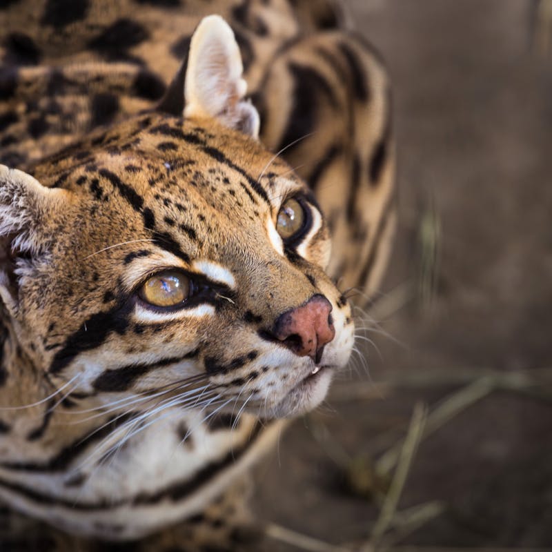 ocelot