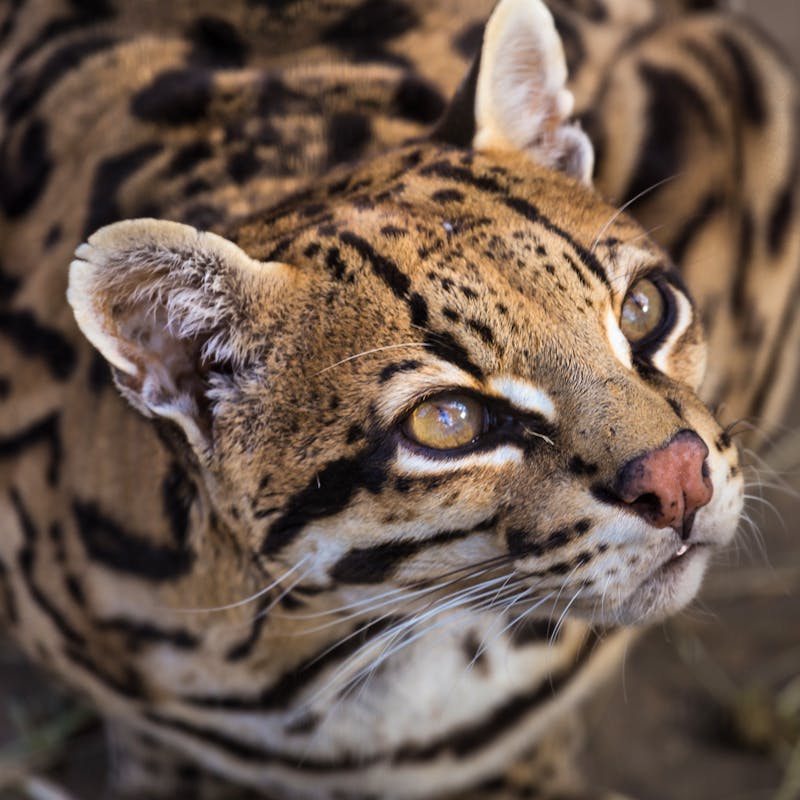 Ocelot looking up