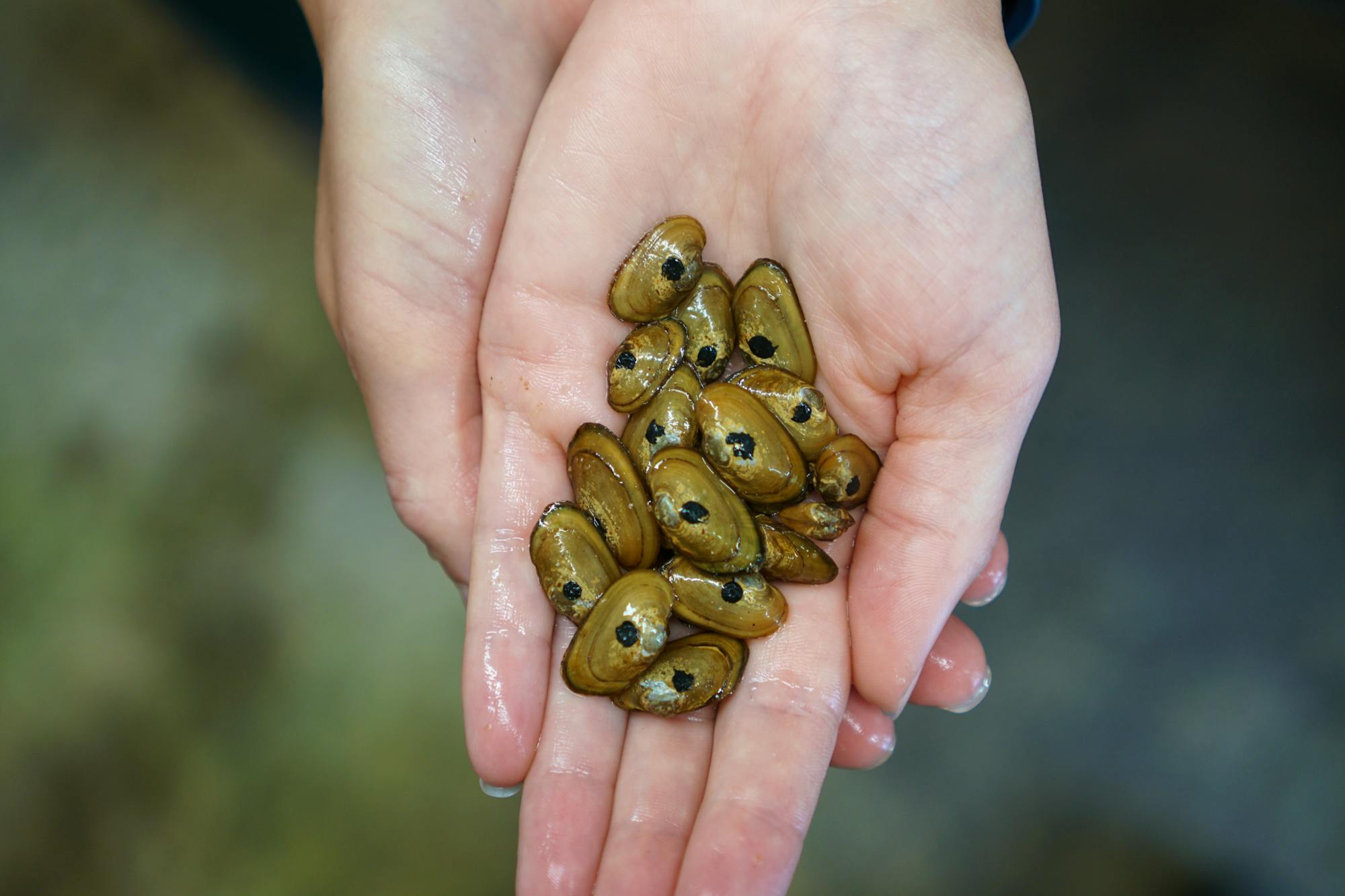 Appalachian Elktoe Mussels