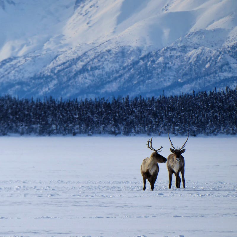 Caribou - Tetlin National Wildlife Refuge - Jatahmund Lake