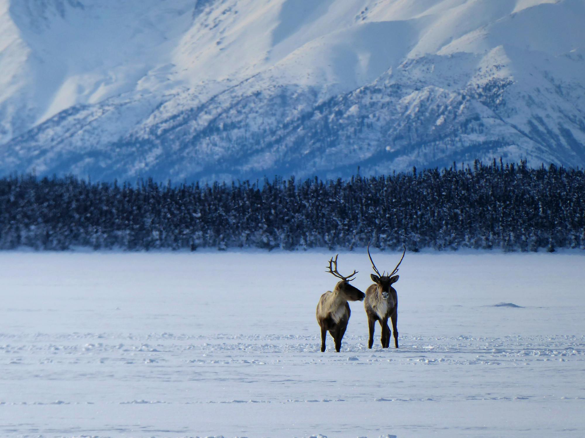 Caribou - Tetlin National Wildlife Refuge - Jatahmund Lake