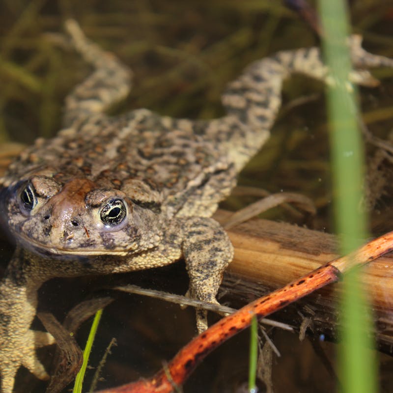 2018.05.30 - Wyoming Toad - Wyoming - Mindy Meade-USFWS (CC BY 2.0 DEED)