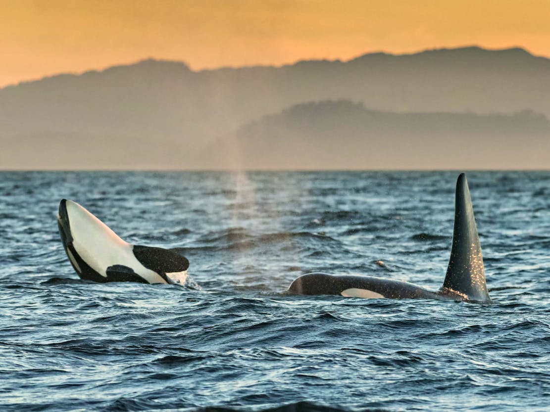 2018.08.04 - Southern Resident Orcas play in Salish Sea - British Columbia, Canada - Richard Ellis - Alamy Stock Photo