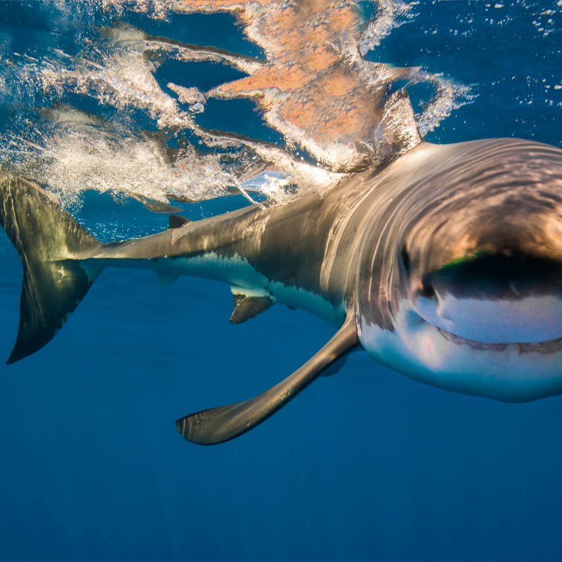Shark baring teeth in a grin after diving down from water surface 