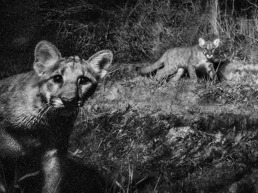 Two Florida panther kittens walking