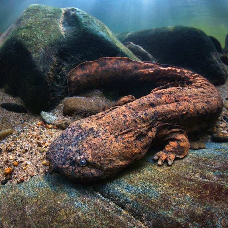 2018.8.27 - Eastern Hellbender Profile on Rock Underwater - Isaac Szabo