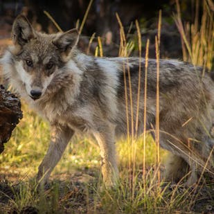 Mexican gray wolf
