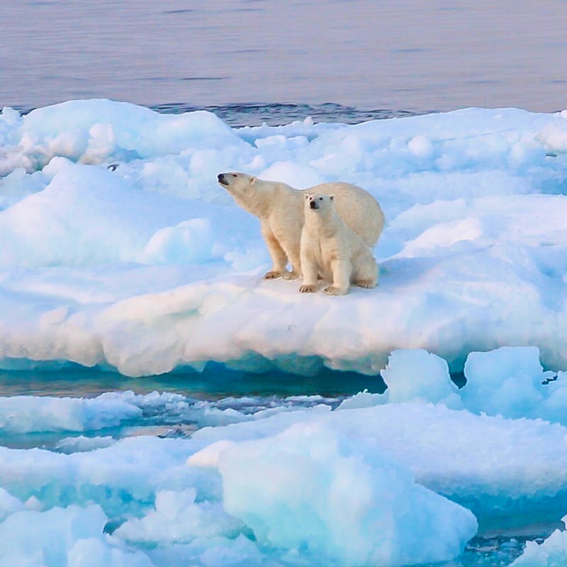 Polar bears on ice