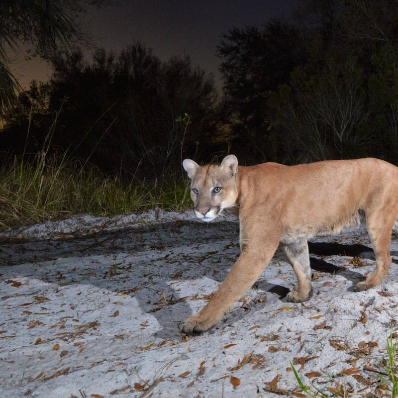 Florida Panther