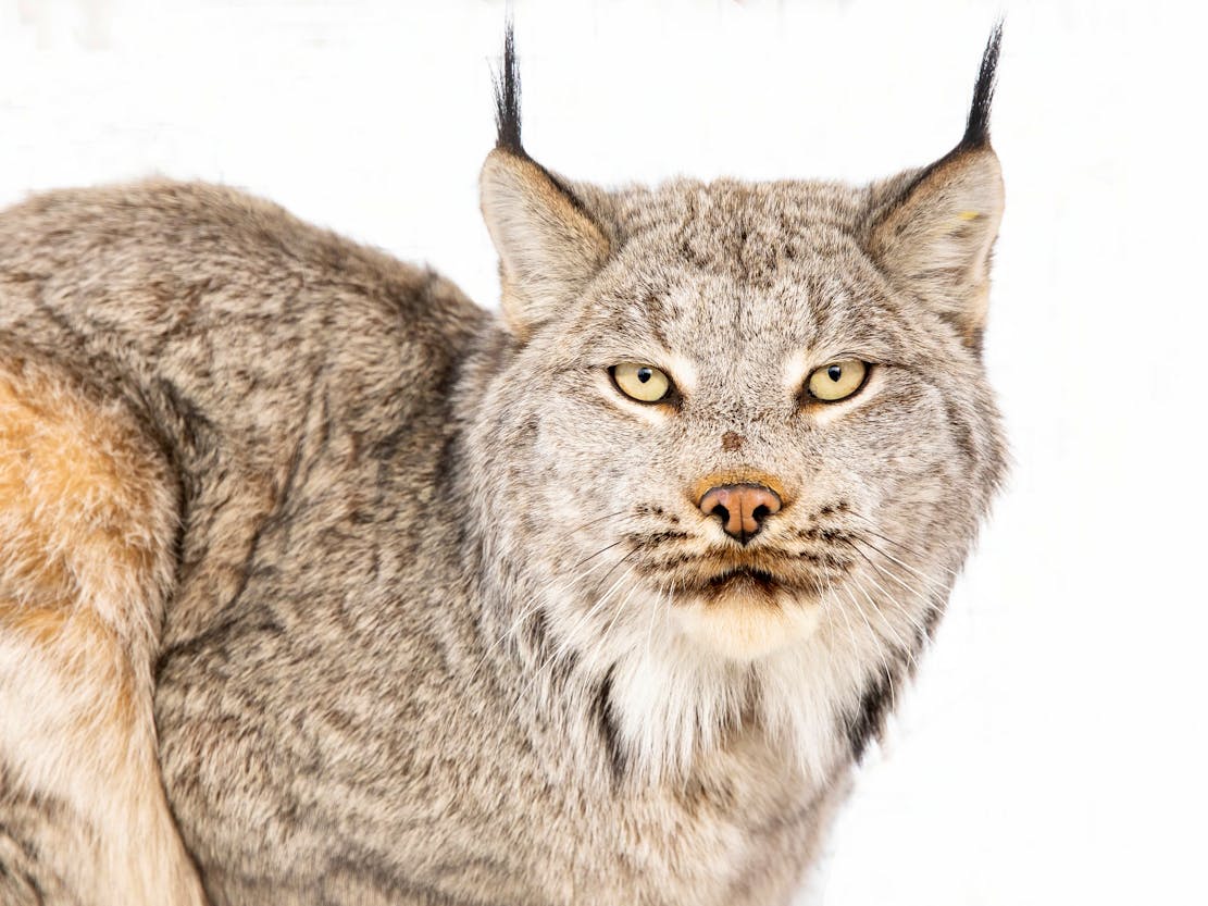 2019.03.23 - Canada Lynx - Collared adult male eye contact - Yukon Flats National Wildlife Refuge - MWS - Lisa Hupp-USFWS