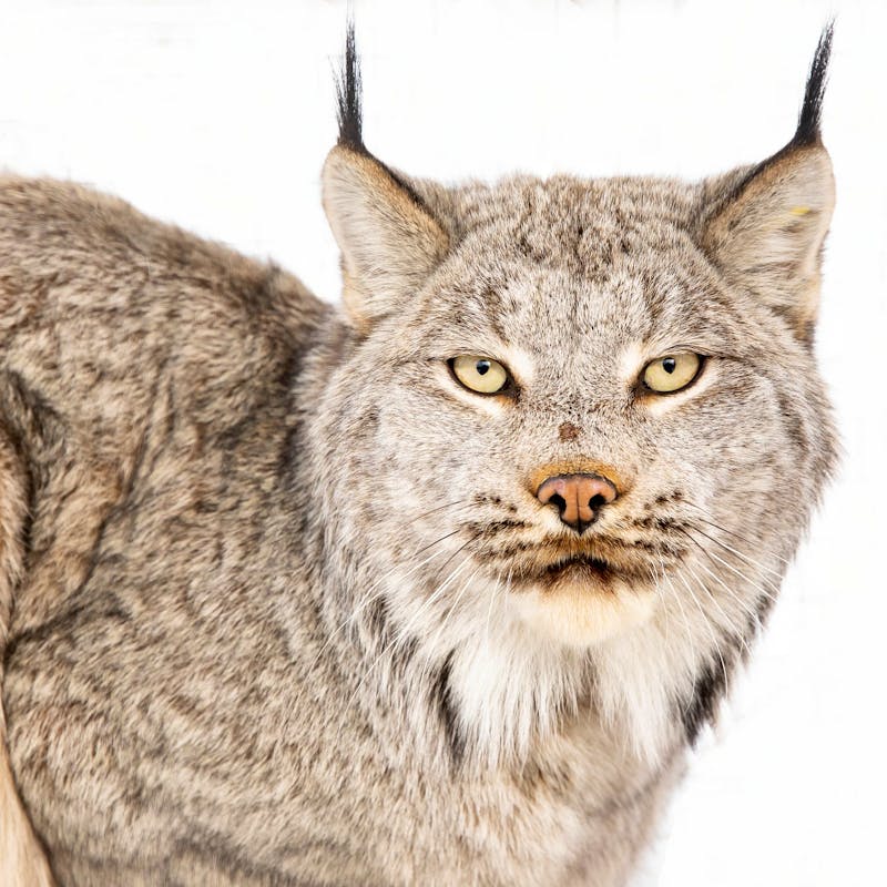 2019.03.23 - Canada Lynx - Collared adult male eye contact - Yukon Flats National Wildlife Refuge - MWS - Lisa Hupp-USFWS