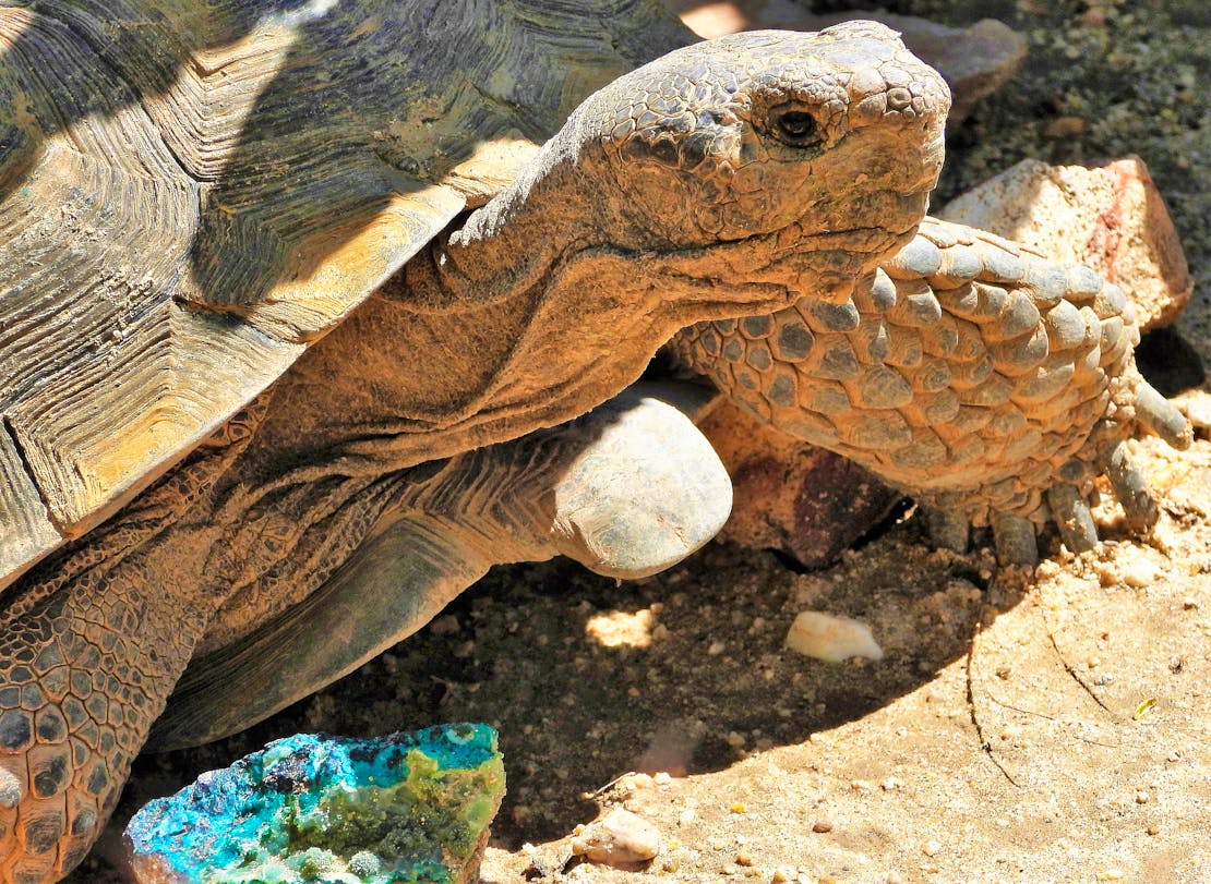 2019.03.30 - California - Agassiz Desert Tortoise - MCU 45 - Tom Egan-DOW