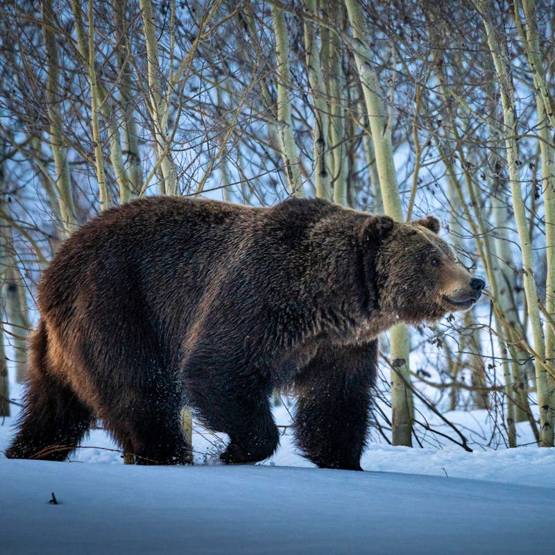 Grizzly bear walking through snow at Grand Teton National Park