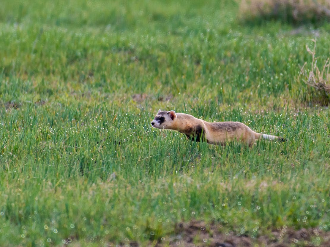 Black-footed ferret running through grass