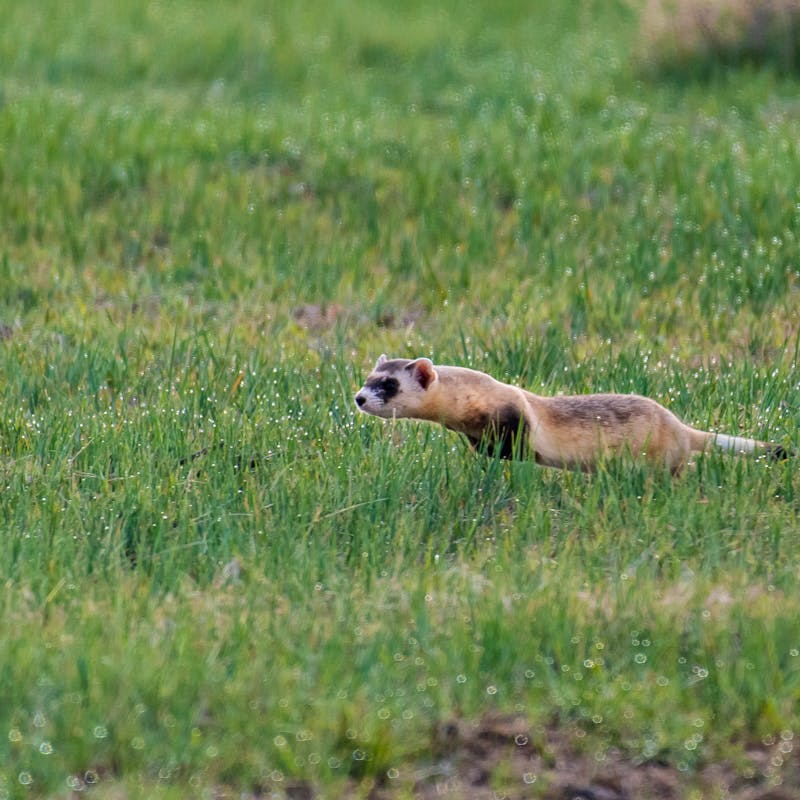 Black-footed ferret running through grass