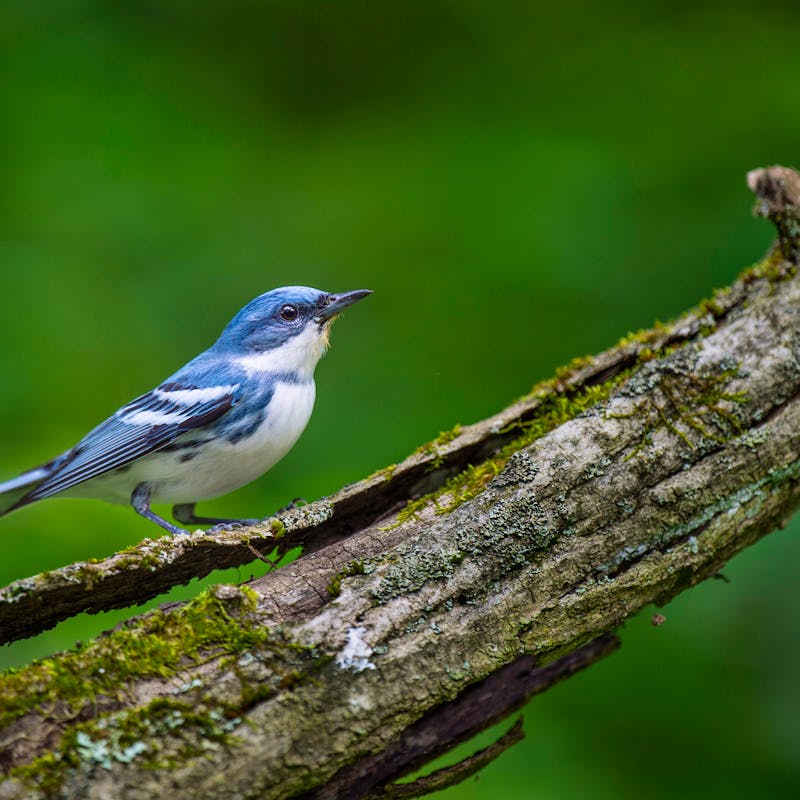 Cerulean Warbler on a Mossy Log