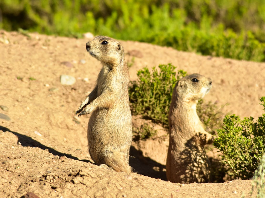 2019.07.01 - White-Tailed Prairie Dogs - Arapaho National Wildlife Refuge - Colorado - Tom Koerner-USFWS