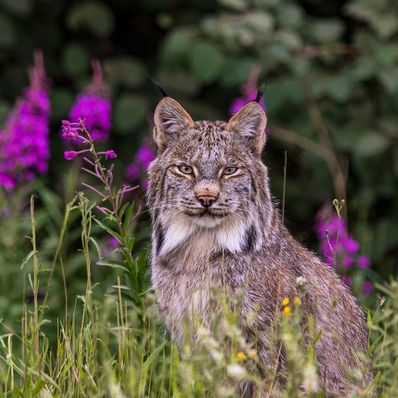 A Canada lynx sits in a field of tall grass, fireweed and purple flowers. It looks straight at the camera.
