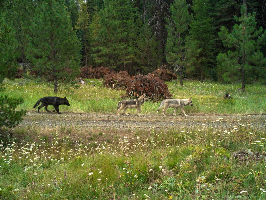 Fivemile Pack gray wolf pups in Morrow County Oregon