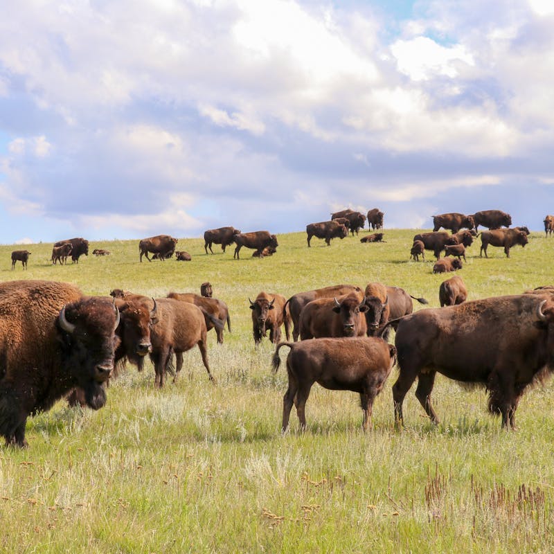 2019.08.22 - Fort Peck Bison Release - Cultural herd - MS landscape - Chamois Andersen-DOW