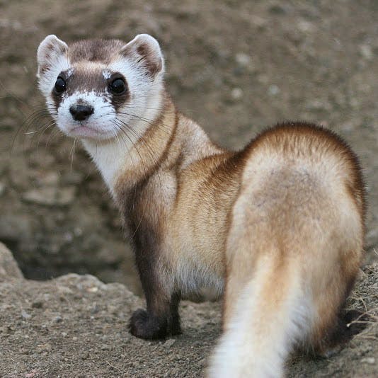 Black-footed ferret, National Black-Footed Ferret Conservation Center
