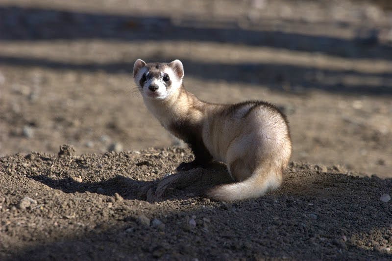 Curious Black-Footed Ferret looks back at camera 