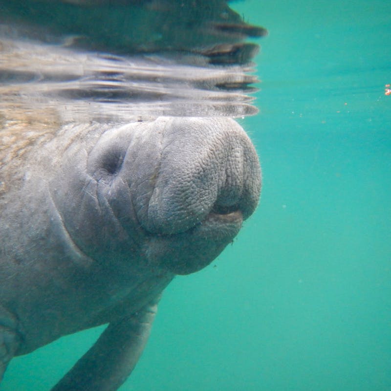 manatee