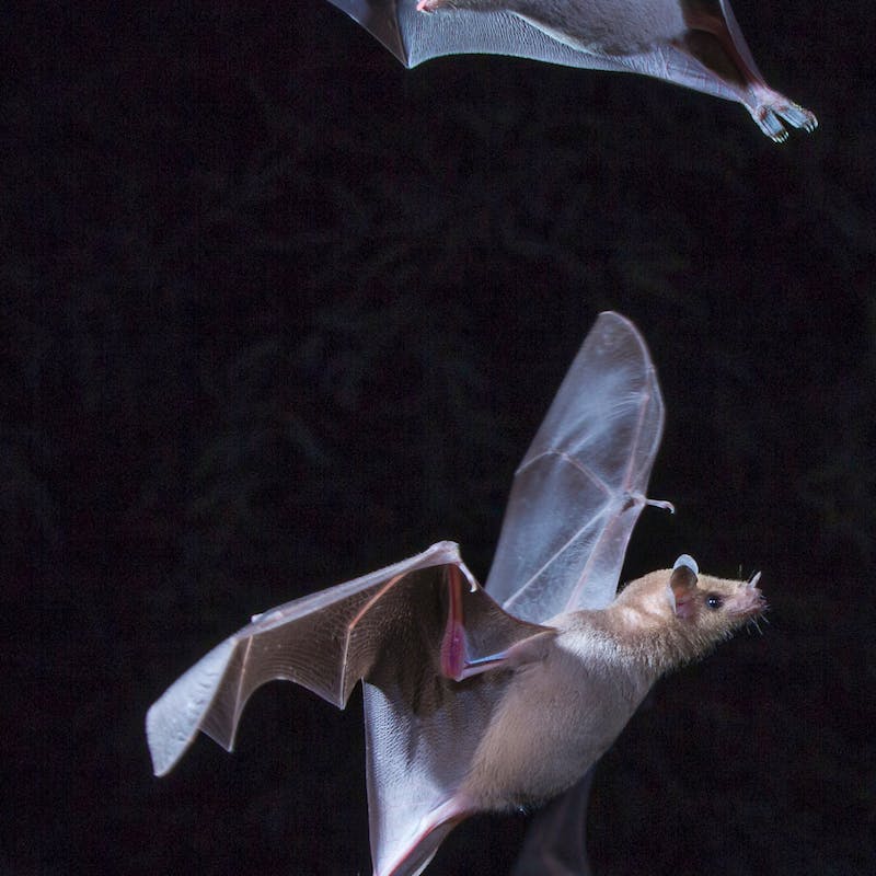 Lesser long nosed bats flying in the dark 