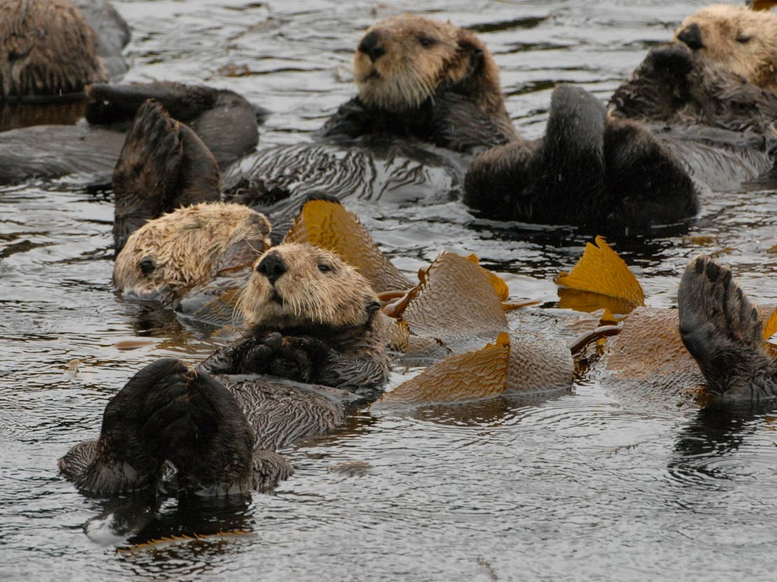 Raft of Sea Otters Above a Kelp Bed