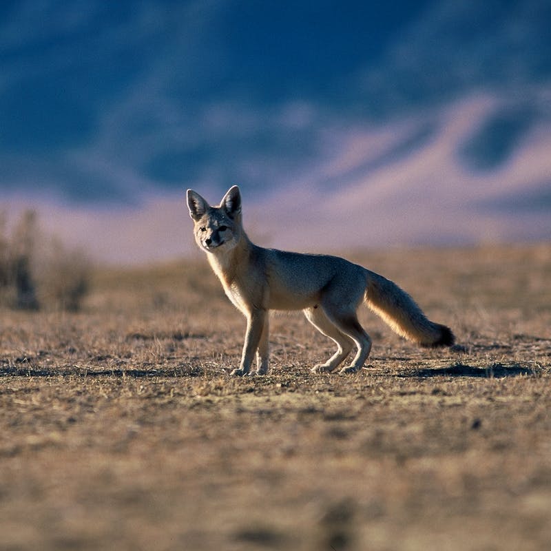 San Joaquin Kit Fox - Population Survey - Carrizo Plain National Monument - California -