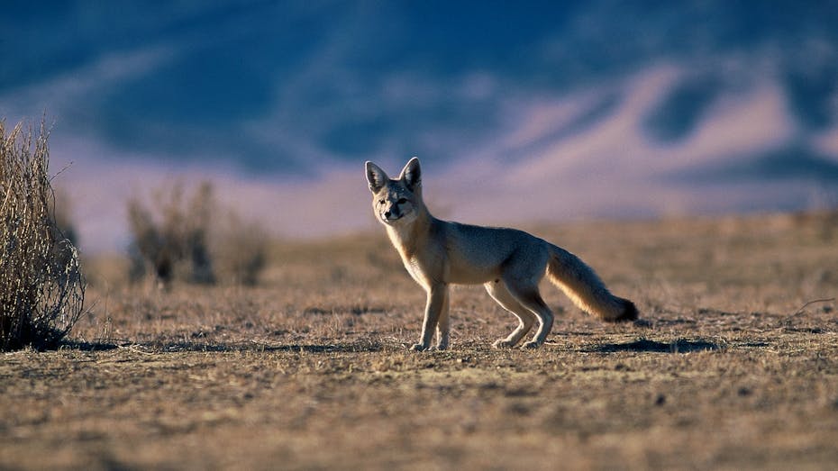 San Joaquin Kit Fox - Population Survey - Carrizo Plain National Monument - California -